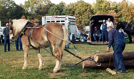 Horse and Mule Days