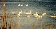 Tundra Swans off lake road